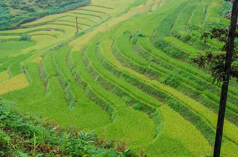 236 - Vietnam - Sapa - paisaje bajo la lluvia